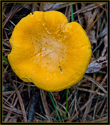 Mushroom in plan view