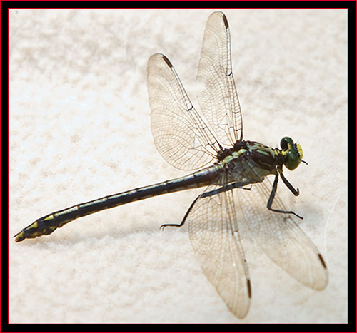 Black-shouldered Spinyleg Dragonfly - female