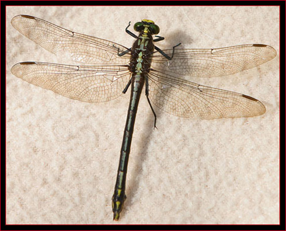 Black-shouldered Spinyleg Dragonfly - female