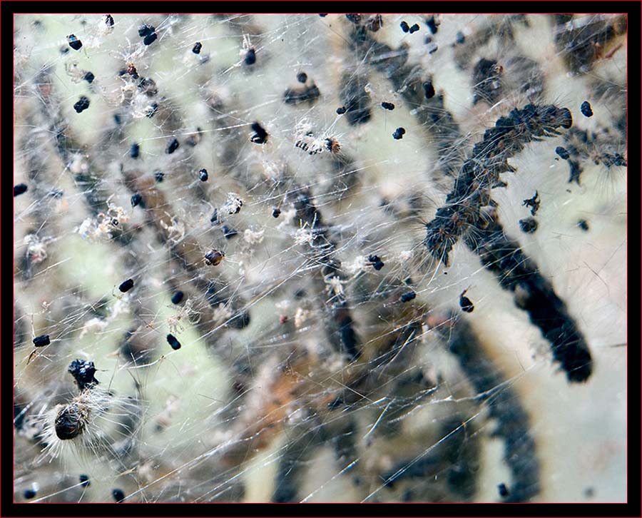 View into the Caterpillar nest