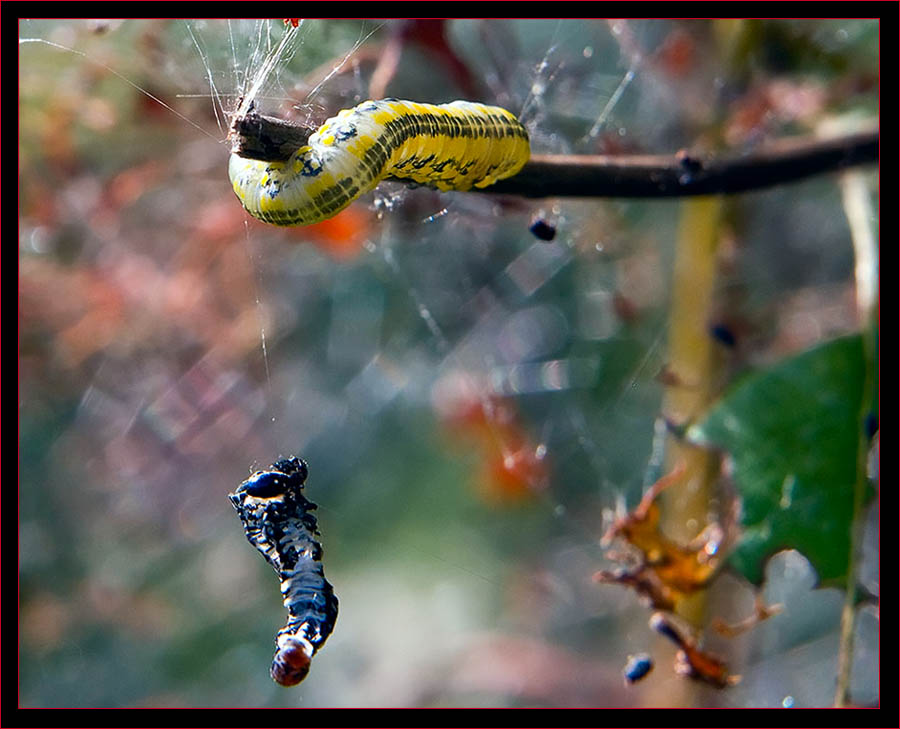 Caterpillar view