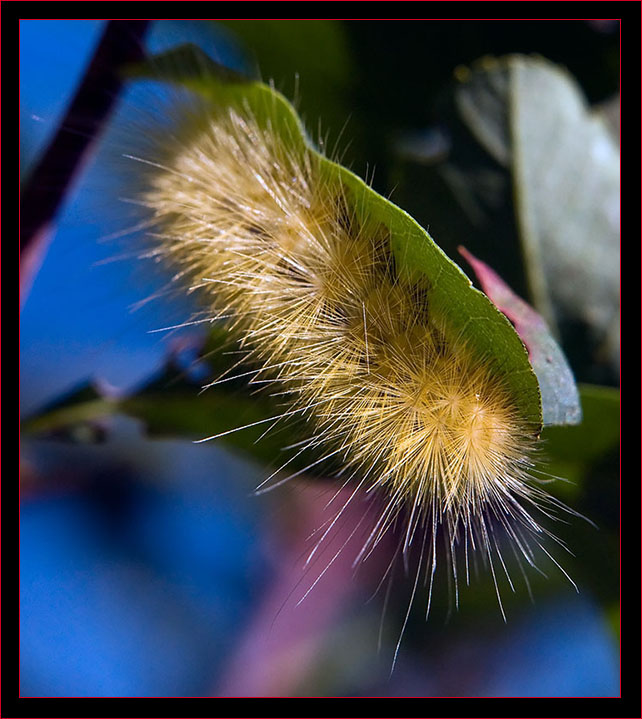 Yellow Bear Caterpillar