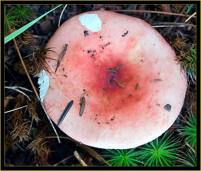 Plan view of mushroom