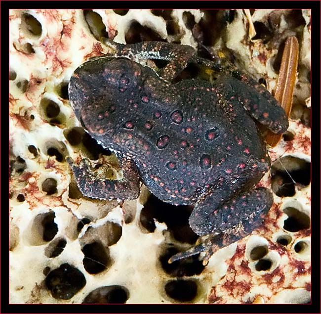 Eastern American Toad on Mushroom