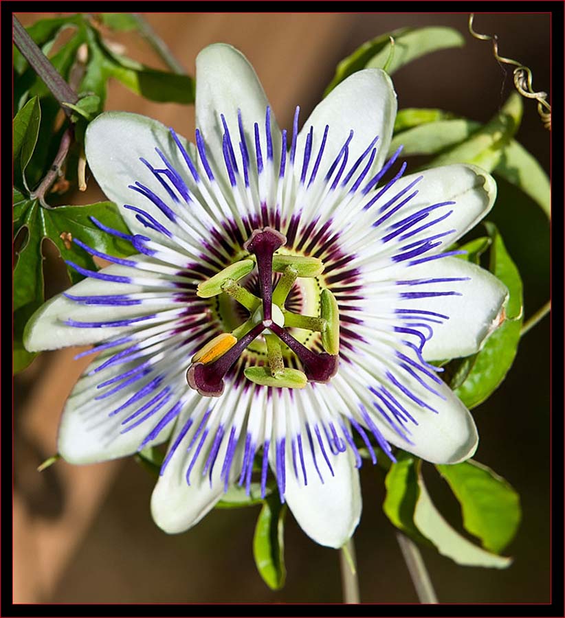 Blue Passion Flower