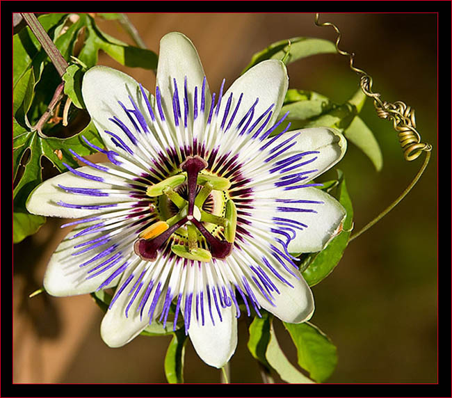 Blue Passion Flower