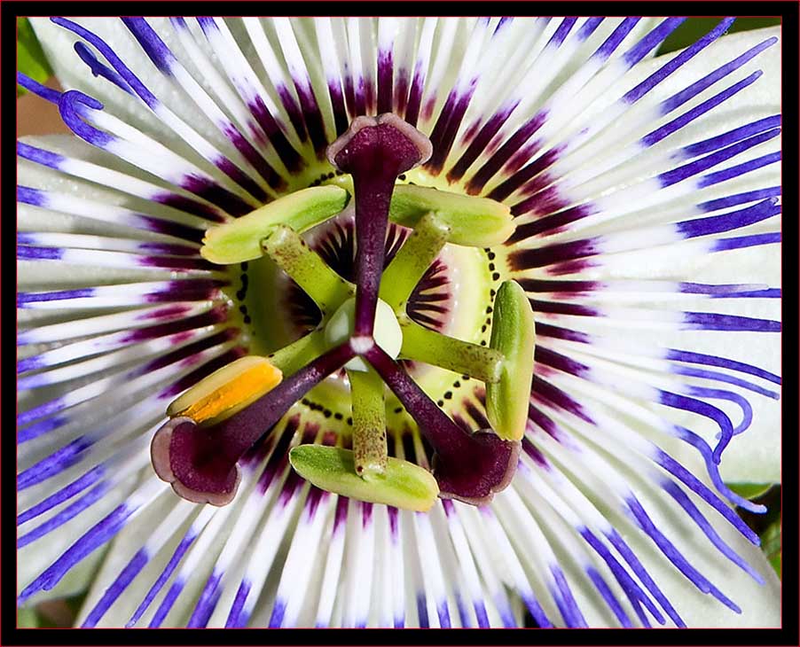 Blue Passion Flower