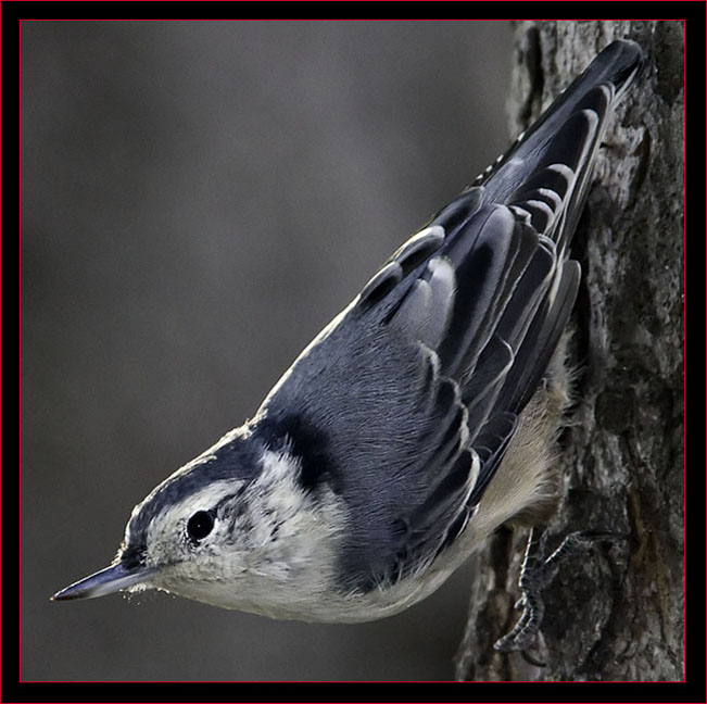 White-breasted Nuthatch