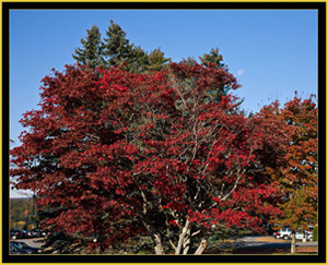 Fall Color & the Moon