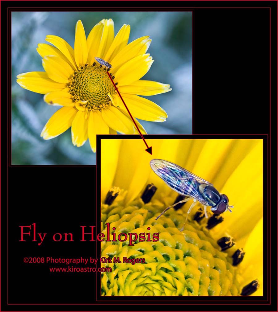 Fly on Heliopsis