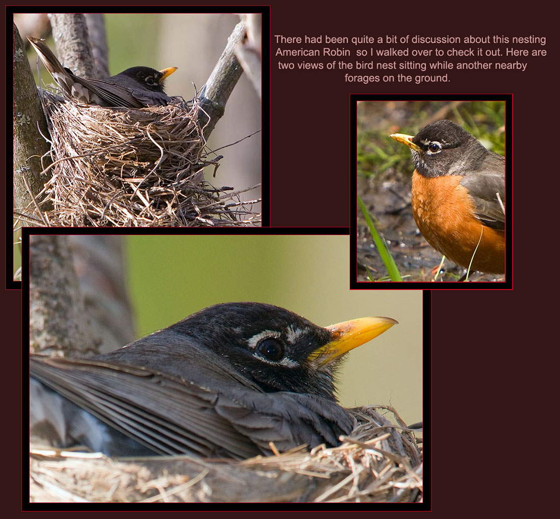 American Robin Views