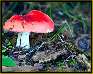 Emetic Russula Mushroom