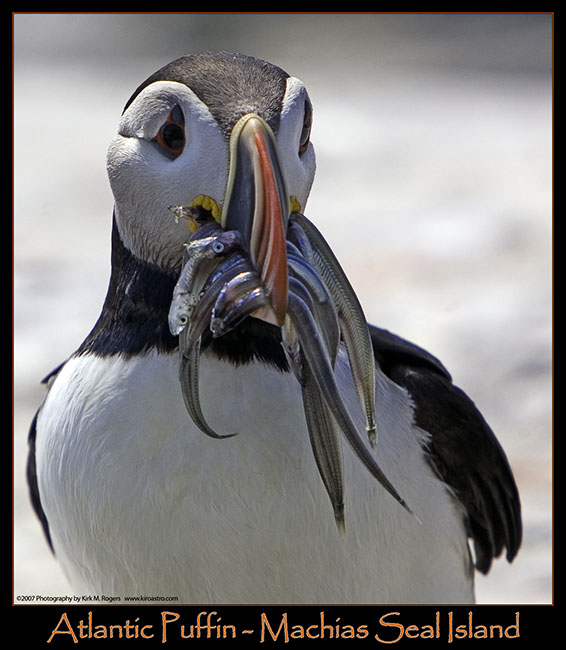 Atlantic Puffin on Machias Seal Island 