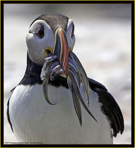Atlantic Puffin - Link to Photojournal