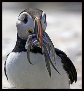 Atlantic Puffin