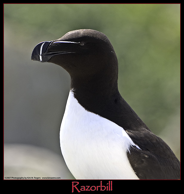 Razorbill on Machias Seal Island 