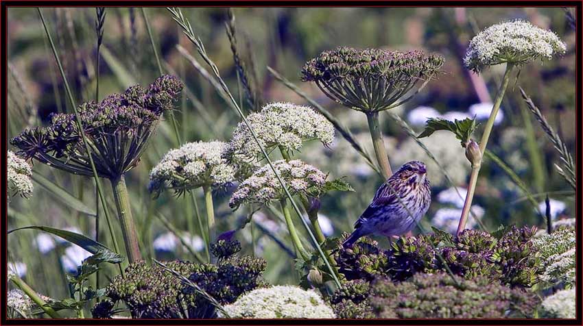 Savannah Sparrow on Machias Seal Island