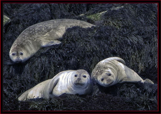 Lazy Day on the Rock