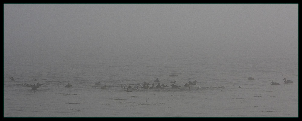 Black Ducks on the Fog Bound Ocean
