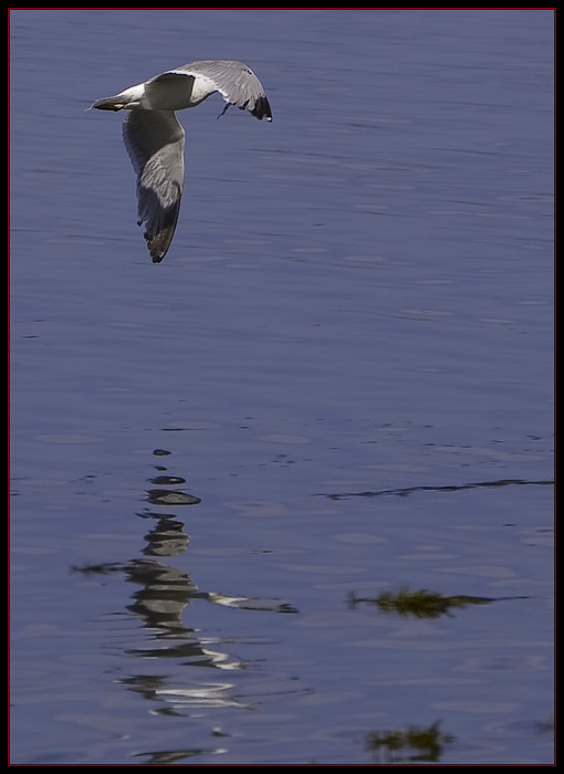 Herring Gull & Reflection