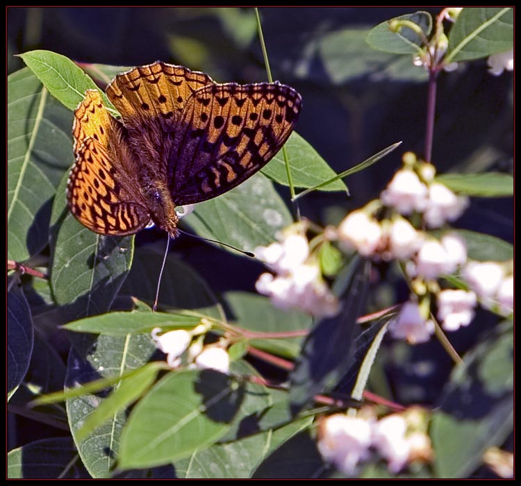 Roadside Butterfly