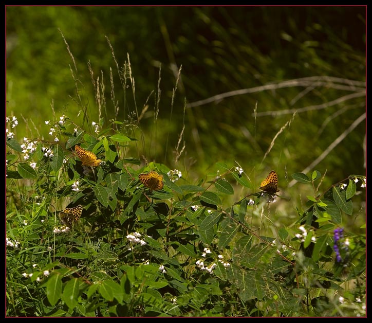 Group of Butterflies