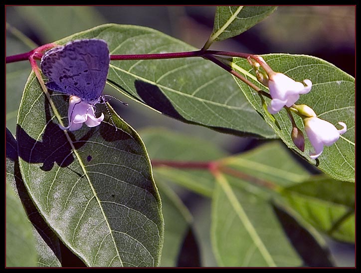 Spring Azure