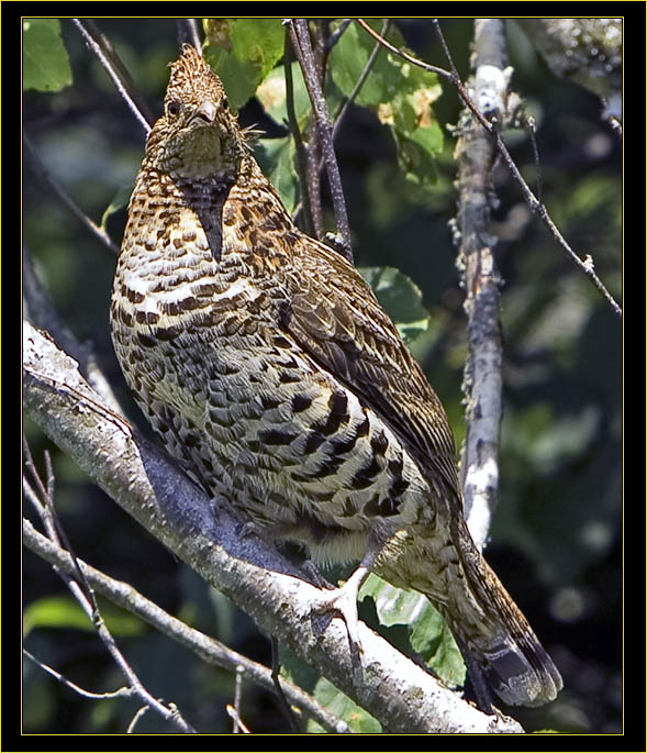 Ruffed Grouse