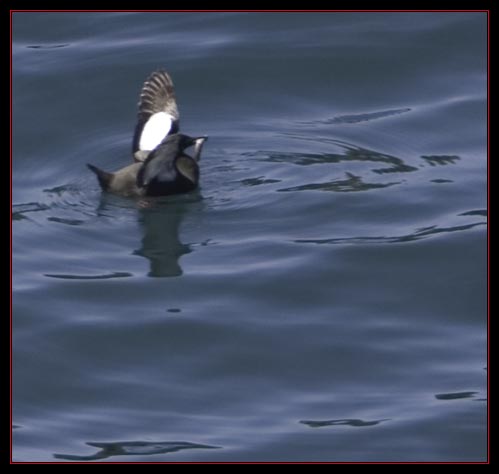 Black Guillemot with Fish