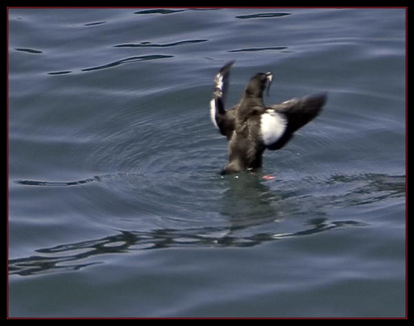 Black Guillemot with Fish Taken from the Heights at 700mm