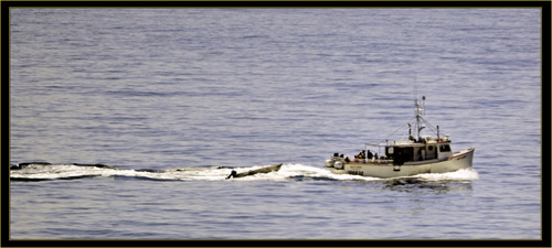 Day's Catch Heading to Machias Seal Island