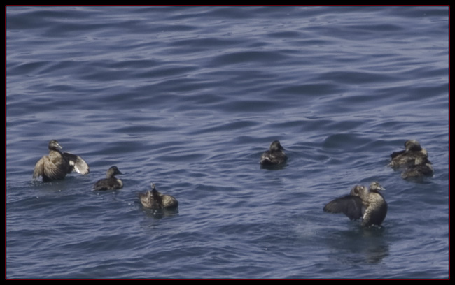 Common Eiders on the Ocean