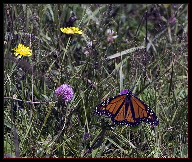 Linda's Monarch Butterfly Image