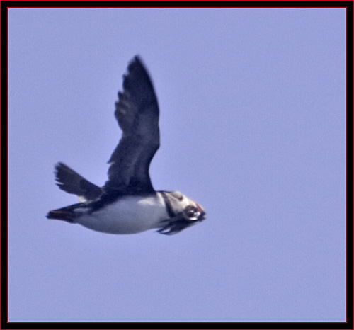 Linda Imaged this Inbound Puffin