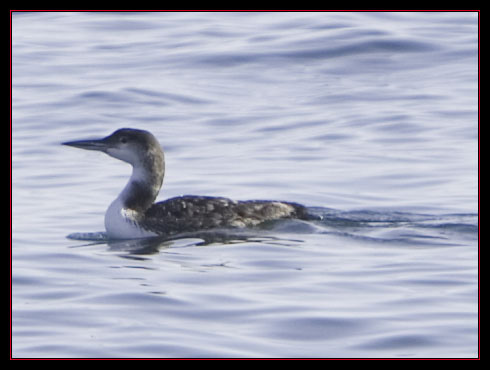 Common Loon