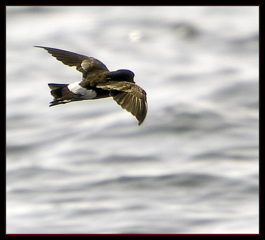 Wilson's Storm Petrel