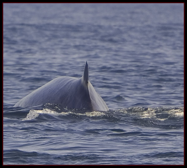 Whale Back