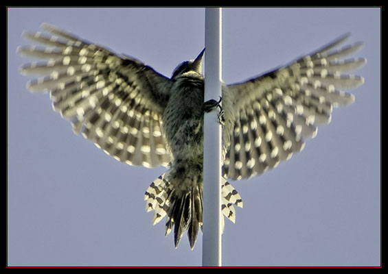 Hairy Woodpecker at Sea