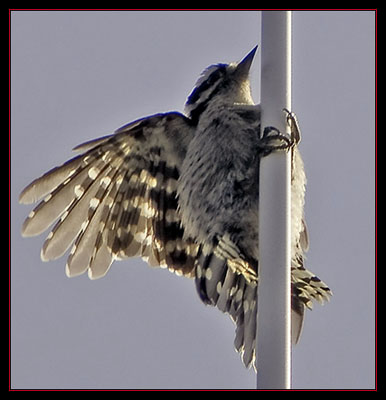 Juvenile Hairy Woodpecker