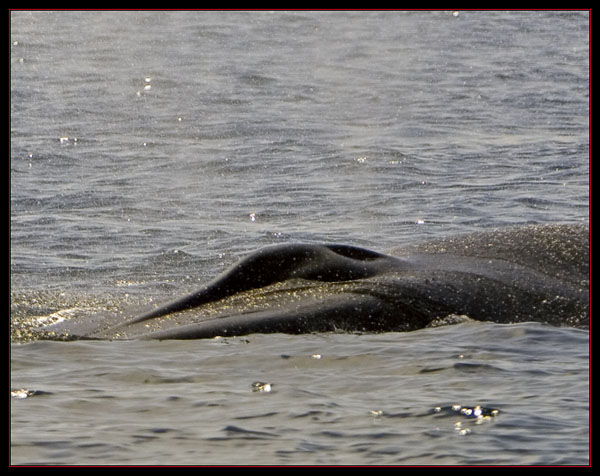 Finback Blowhole