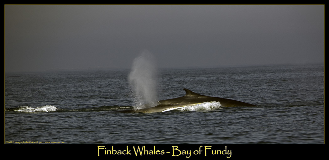 Finback Whales