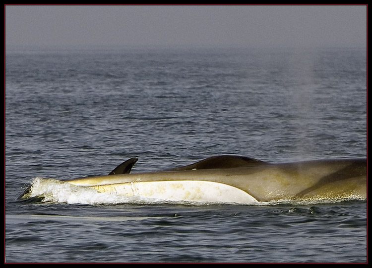 Finback Displaying Upper Jaw