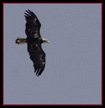 High Flying Bald Eagle