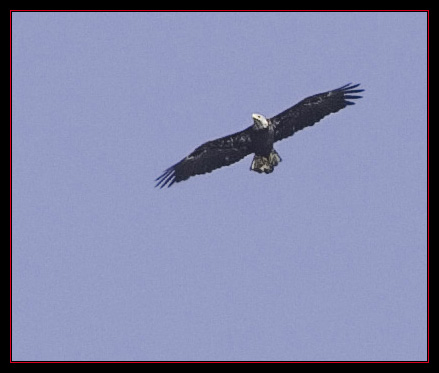 Eagle Overhead