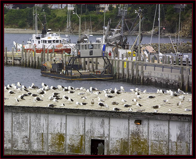 Black's Harbor