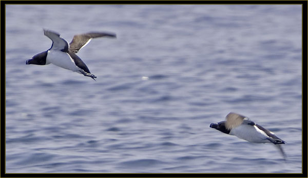 Razobill Auks in Flight