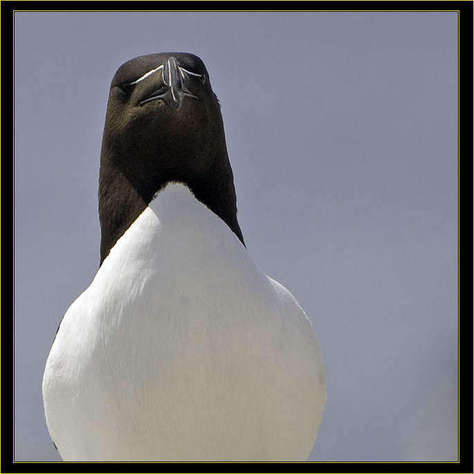 Razorbill Auk