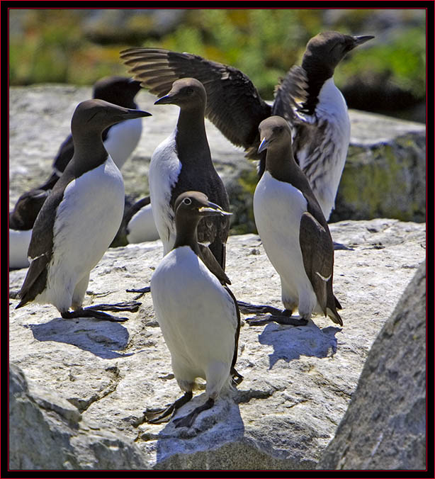 Common Murre Group Including a 'Bridal Veil' with Fish 