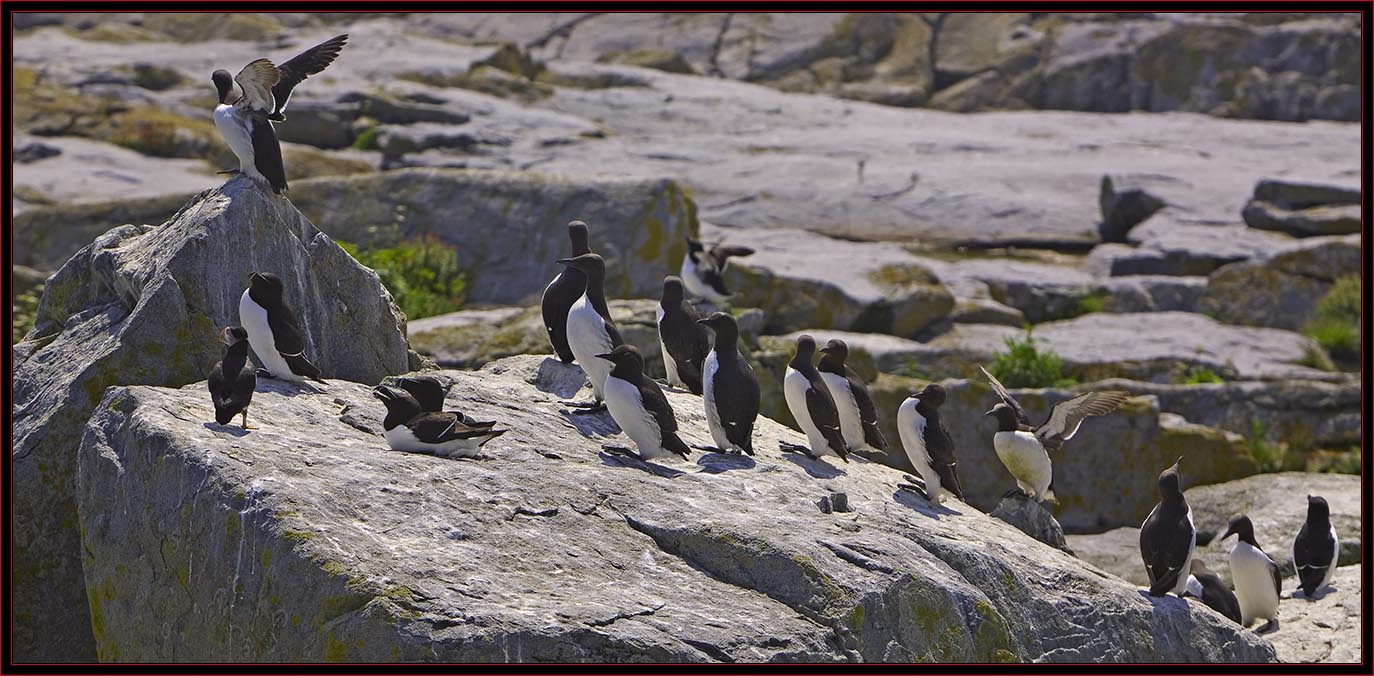 A Mix of Puffins, Murres & Razorbills