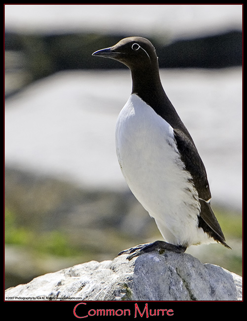 Common Murre